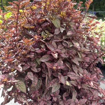 Hypoestes phyllostacha - 'Lotty Dotty Pink' Polka Dot Plant