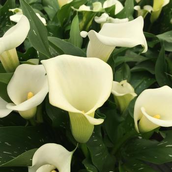 Zantedeschia - Calla Lily