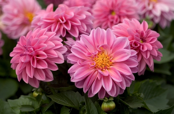 Dahlietta&reg; 'Emily' - Dahlia from Holmquest Farms