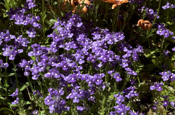 Aromatica&trade; 'Royal Blue' - Nemesia from Holmquest Farms
