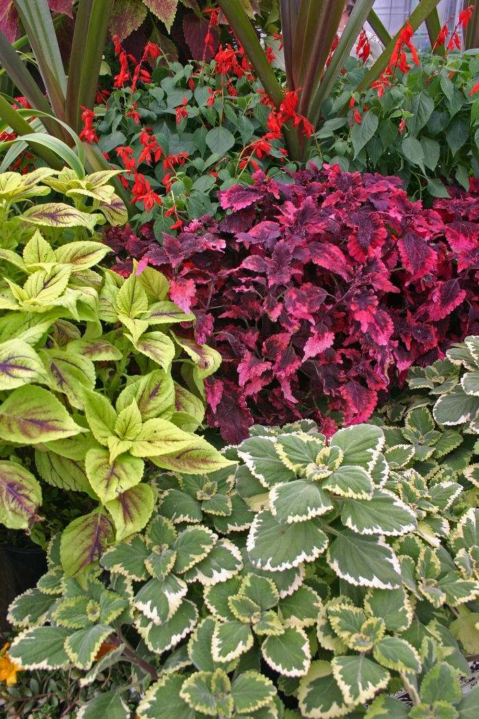 Assorted Coleus - coleus from Holmquest Farms