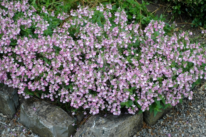 Nemesia - Nemesia from Holmquest Farms