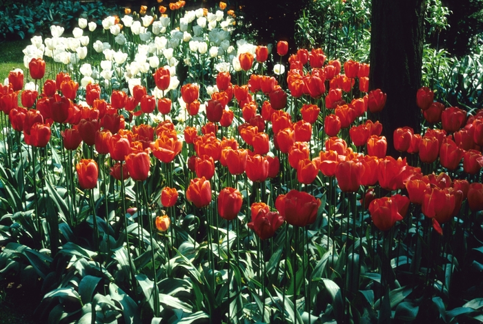 'Avignon' Tulip - Tulipa from Holmquest Farms