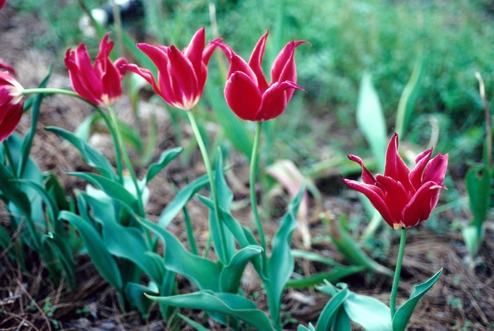 'Aladdin' Tulip - Tulipa from Holmquest Farms