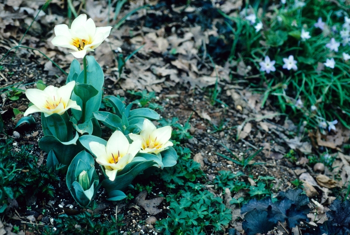 'Albion Star' Tulip - Tulipa from Holmquest Farms
