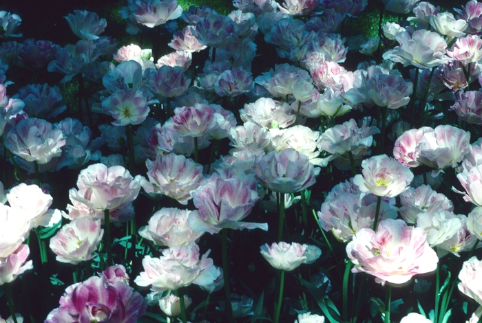 'Angelique' Tulip - Tulipa from Holmquest Farms