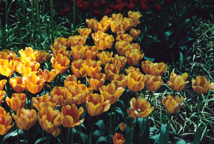'Annie Schilder' Tulip - Tulipa from Holmquest Farms