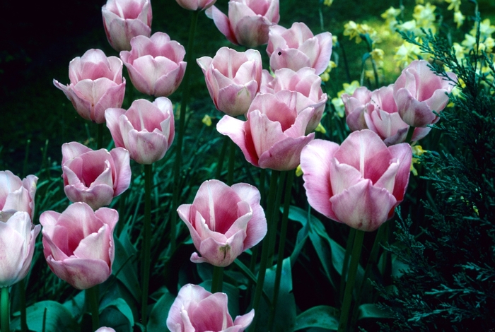 'Arthur Rubenstein' Tulip - Tulipa from Holmquest Farms