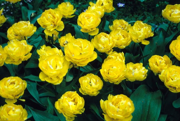 'Baby Doll' Tulip - Tulipa from Holmquest Farms