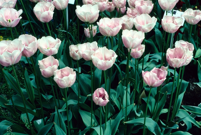 'Barbara Bush' Tulip - Tulipa from Holmquest Farms