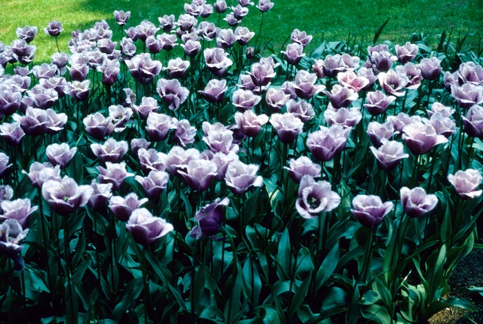 'Blue Heron' Tulip - Tulipa from Holmquest Farms