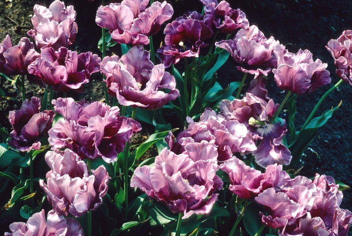 'Blue Parrot' Tulip - Tulipa from Holmquest Farms