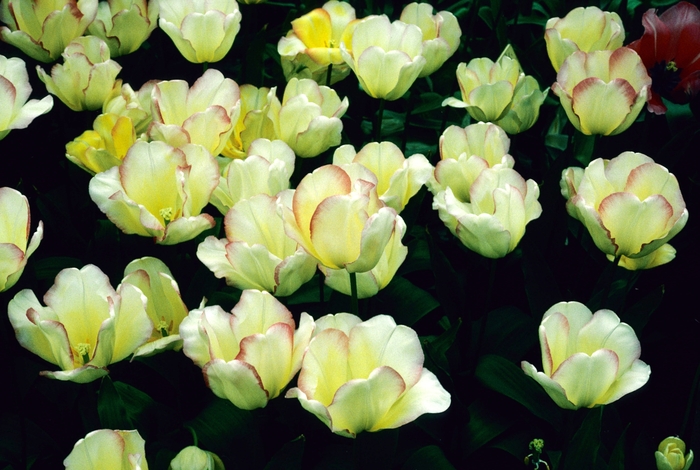 Assorted Bulbs - Tulips Hyacinth Etc from Holmquest Farms