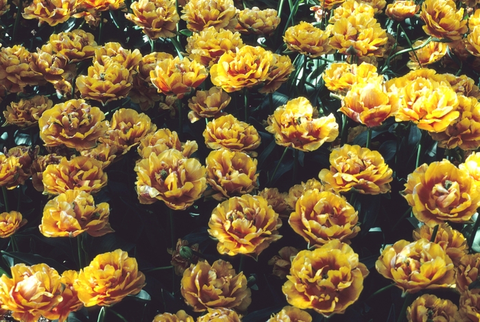 'Bonanza' Tulip - Tulipa from Holmquest Farms