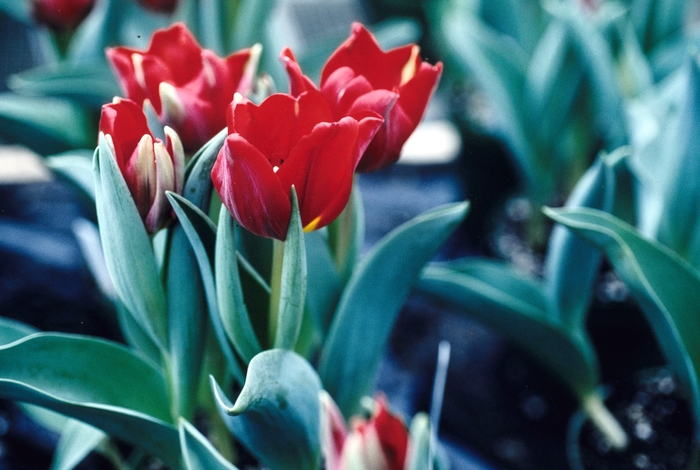 'Cardinal' Tulip - Tulipa from Holmquest Farms