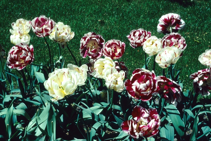 Assorted Bulbs - Tulips Hyacinth from Holmquest Farms
