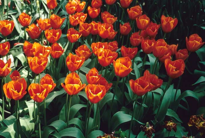 'Conrad Hilton' Tulip - Tulipa from Holmquest Farms
