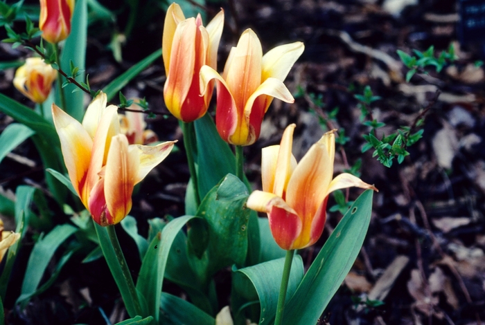 'Corona' Tulip - Tulipa from Holmquest Farms