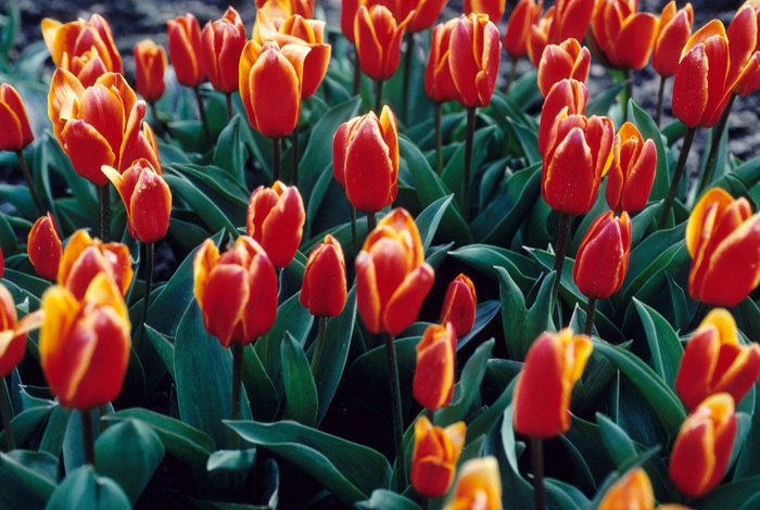 'Early Harvest' Tulip - Tulipa from Holmquest Farms