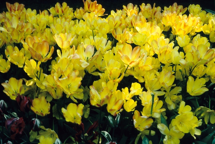 'Georgette' Tulip - Tulipa from Holmquest Farms