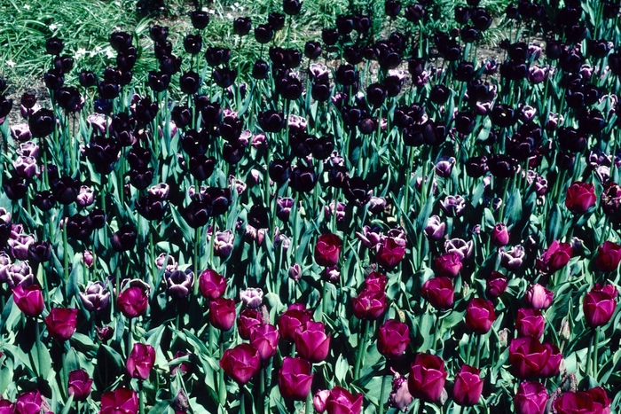 'Arabian Mystery' Tulip - Tulipa from Holmquest Farms