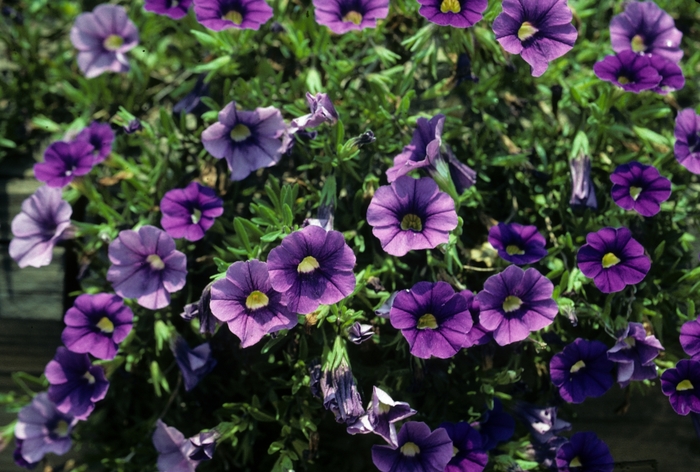 BUMBLE BBE BLUE - Calibrachoa from Holmquest Farms