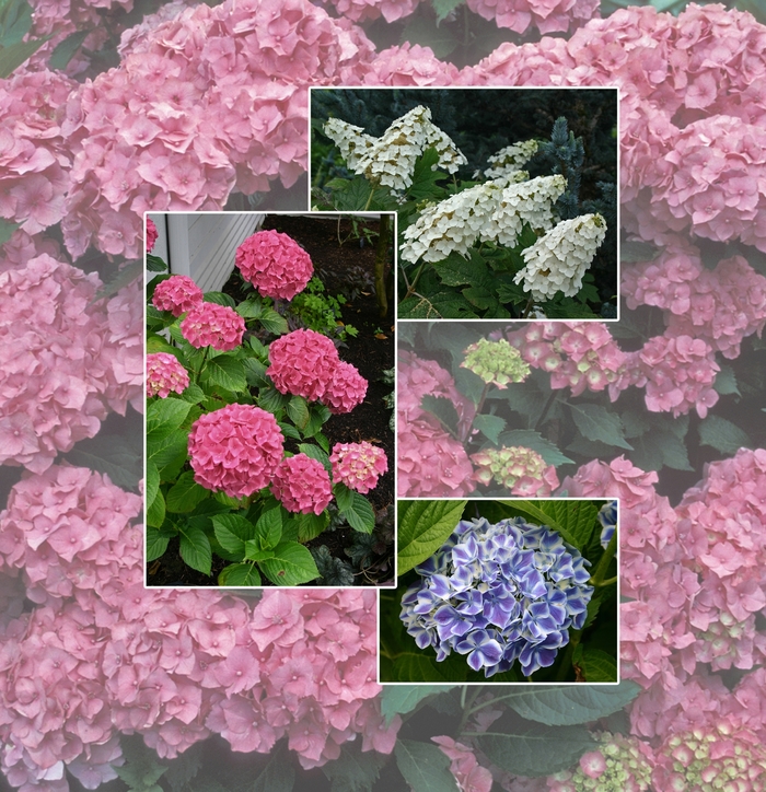 Assorted, Hydrangea - Hydrangea from Holmquest Farms