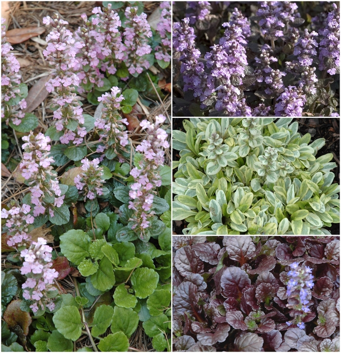Multiple Varieties - Ajuga from Holmquest Farms