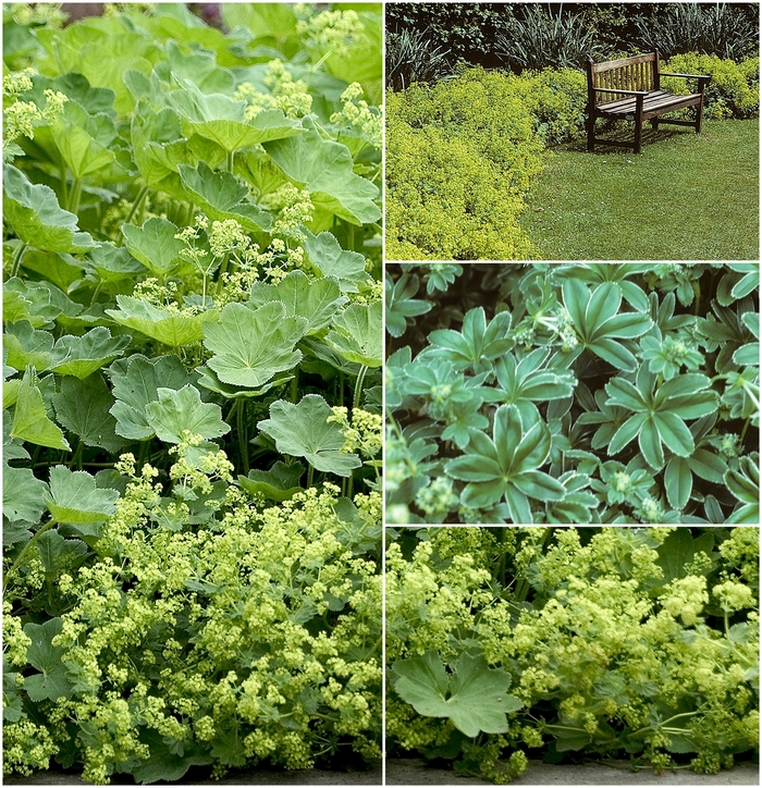 'Multiple Varieties' Lady's Mantle - Alchemilla from Holmquest Farms