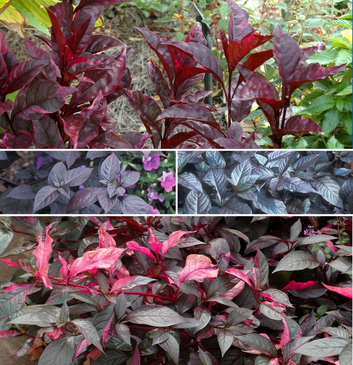 Assorted - Alternanthera from Holmquest Farms