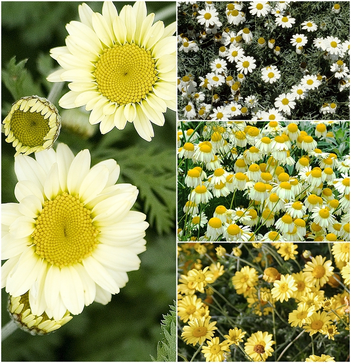 'Multiple Varieties' Chamomile - Anthemis from Holmquest Farms