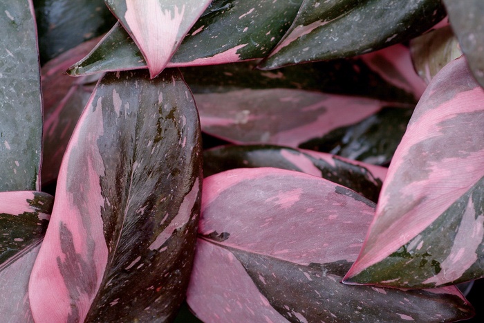 ''Pink Princess'' - Philodendron erubescens from Holmquest Farms