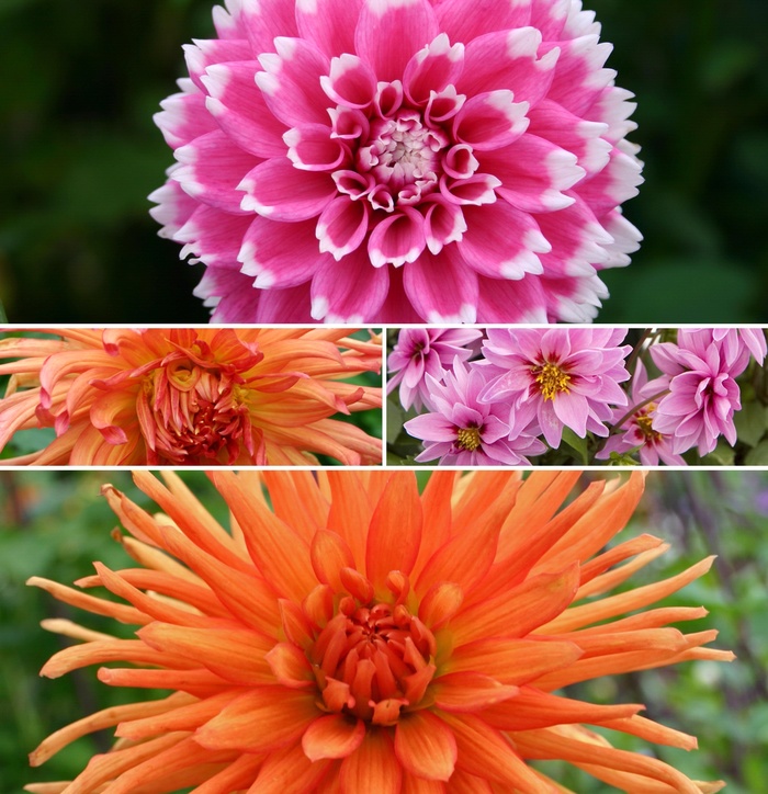 'Multiple Varieties' - Dahlia from Holmquest Farms