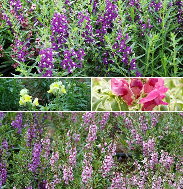 Mixture Snapdragon - Antirrhinum majus from Holmquest Farms