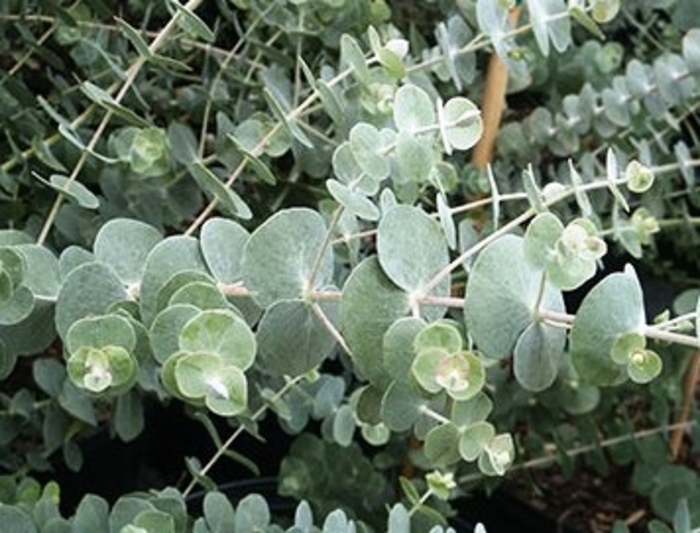 ''Baby Blue'' Silver Dollar Tree - Eucalyptus pulverulenta from Holmquest Farms