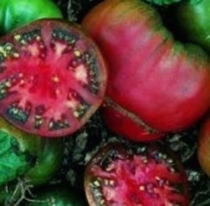 'Black Krim' Tomato - Lycopersicon esculentum from Holmquest Farms
