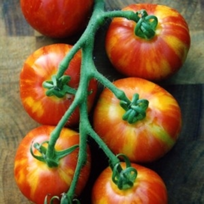 'Mr. Stripey' Heirloom Tomato - Lycopersicon esculentum from Holmquest Farms