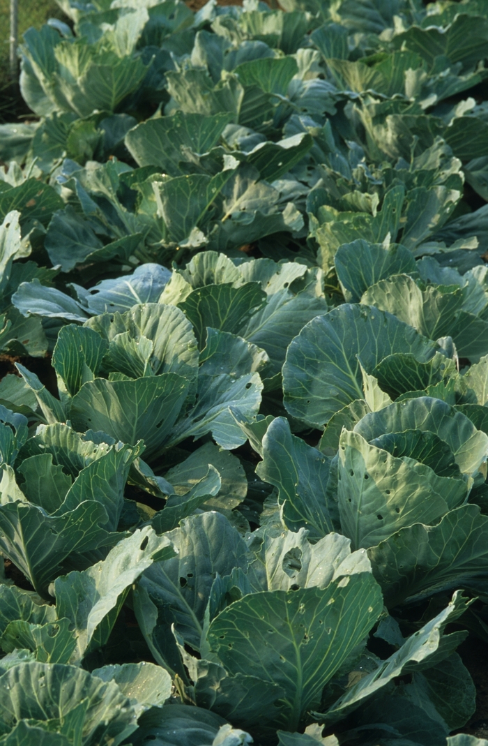 'Early Jersey Wakefield' Cabbage - Brassica from Holmquest Farms