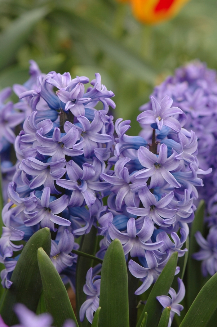 'Delft Blue' Delft Blue Hyacinth - Hyacinthus orientalis from Holmquest Farms
