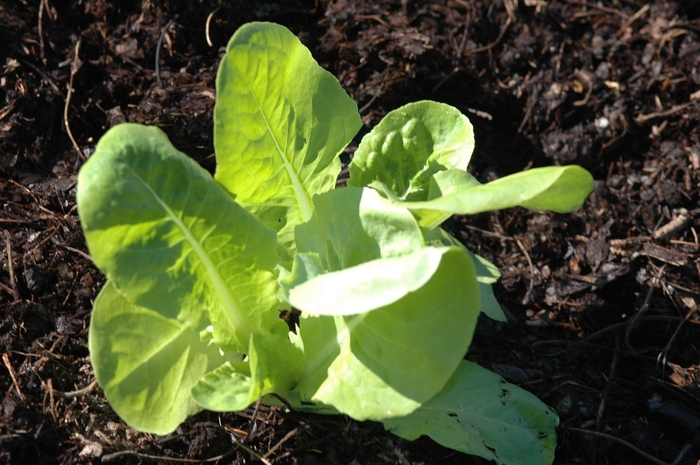 'Buttercrunch' Lettuce - Lactuca sativa from Holmquest Farms