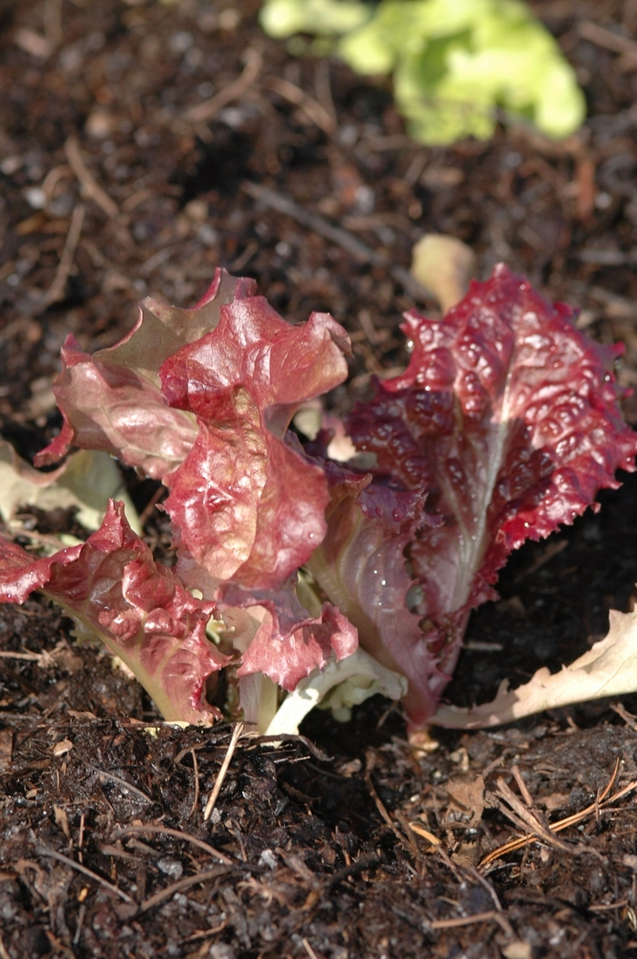 'New Red Fire' New Red Fire Lettuce - Lactuca sativa from Holmquest Farms