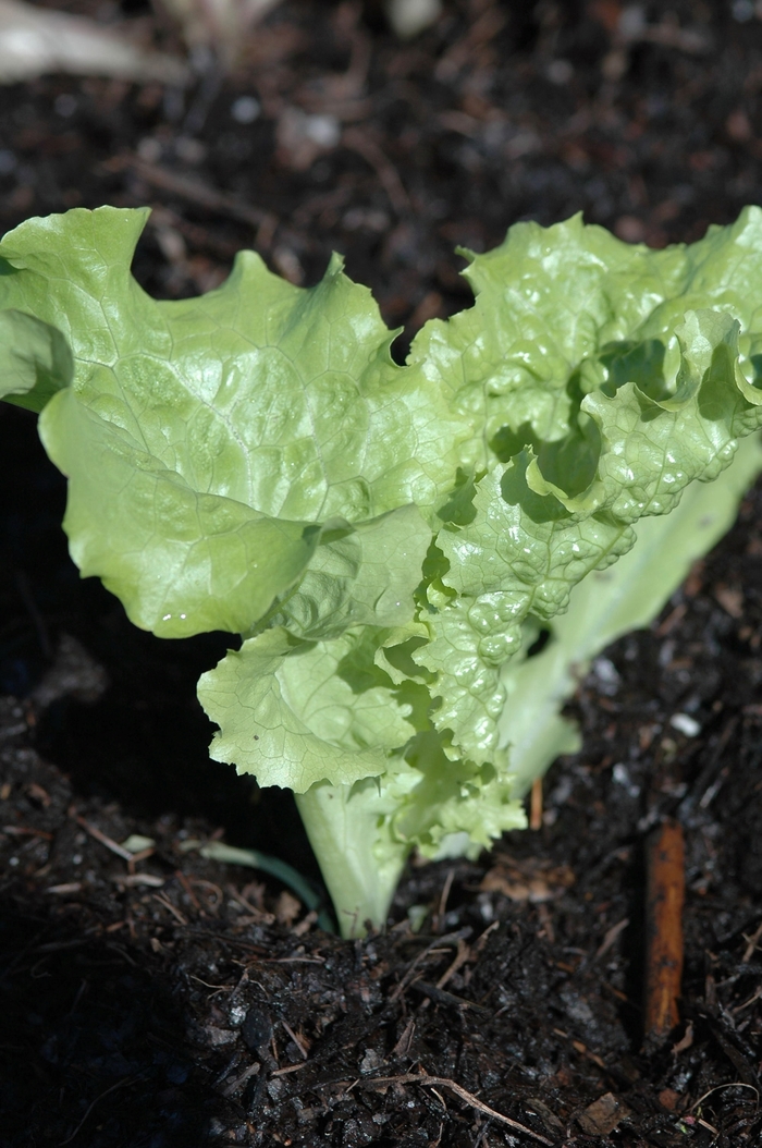 'Two Star' Two Star Lettuce - Lactuca sativa from Holmquest Farms