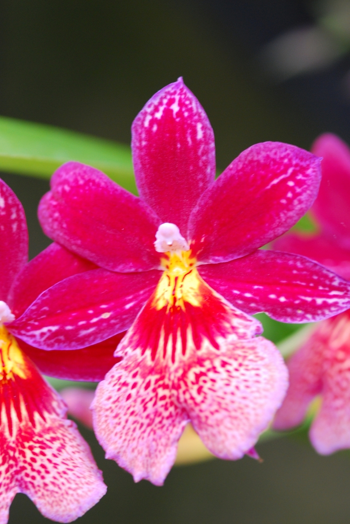 Orchid Single Stem - Burrageara (Orchid) from Holmquest Farms