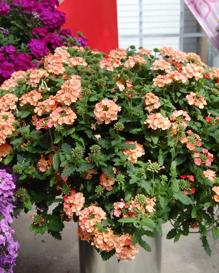 Empress ''Peach'' - Verbena from Holmquest Farms