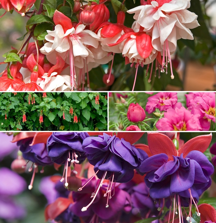 Assorted - Fuchsia from Holmquest Farms