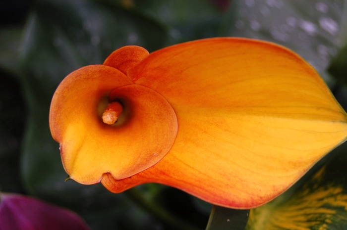 'Flame' Callafornia&reg; Flame Calla Lily - Zantedeschia aethiopica from Holmquest Farms