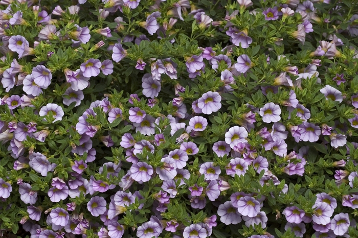 Lavender Million Bells - Calibrachoa from Holmquest Farms