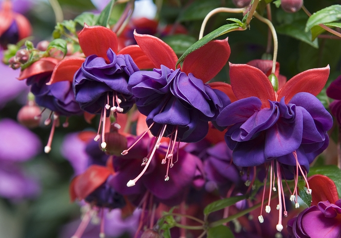 'Ballerina Blue' - Fuchsia from Holmquest Farms