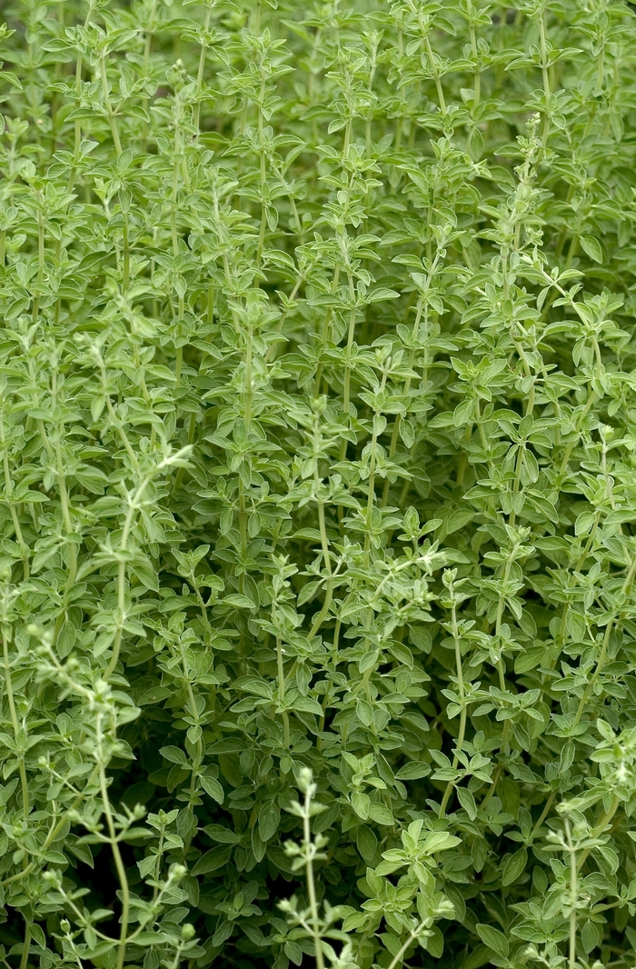 Sweet Marjoram - Origanum majorana from Holmquest Farms