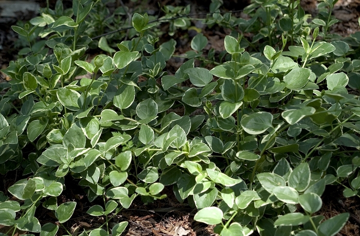'Variegata' - Vinca major from Holmquest Farms